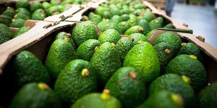 Gobierno de Sheinbaum reforzará vigilancia en Michoacán para reanudar exportación de aguacate a EU