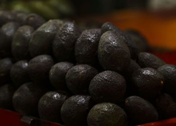 EU reanuda exportación de aguacate en Michoacán pero mantiene alerta