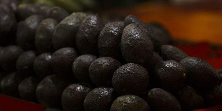 EU reanuda exportación de aguacate en Michoacán pero mantiene alerta