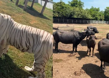 Decomisan 130 animales exóticos en rancho de Tamaulipas durante operativo contra el “huachicol”; encuentran tigres, hienas y un camello