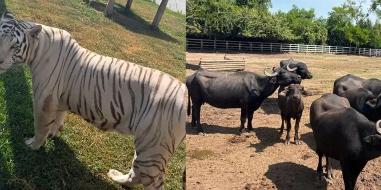 Decomisan 130 animales exóticos en rancho de Tamaulipas durante operativo contra el “huachicol”; encuentran tigres, hienas y un camello