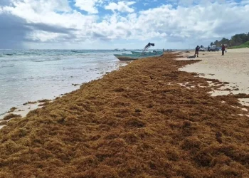 Prevén disminuya el recale de sargazo en Playa del Carmen
