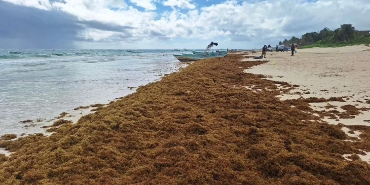 Prevén disminuya el recale de sargazo en Playa del Carmen