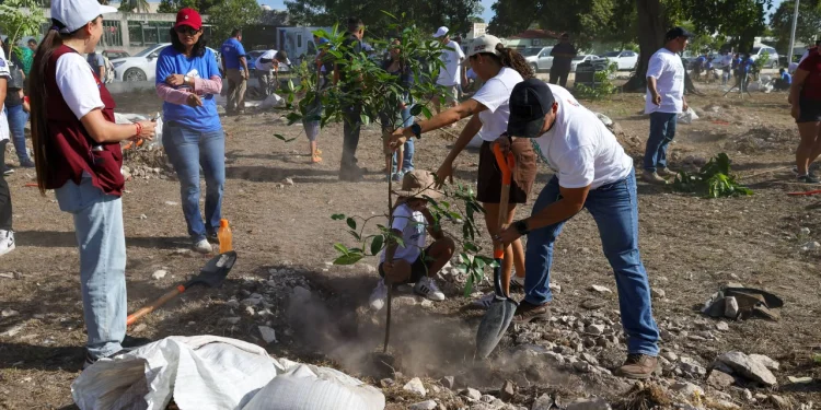 Arranca Fase III de “Arboriza Cancún” rumbo a 11 mil árbole