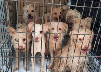 Reportan entre 5 y 6 denuncias diarias por crueldad animal en Benito Juárez