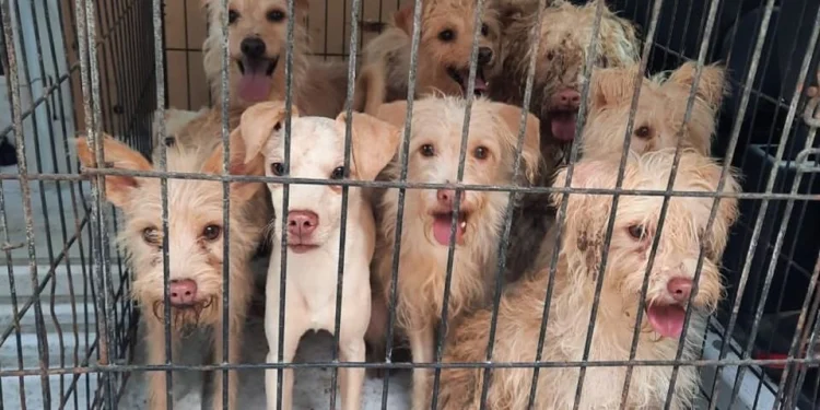Reportan entre 5 y 6 denuncias diarias por crueldad animal en Benito Juárez