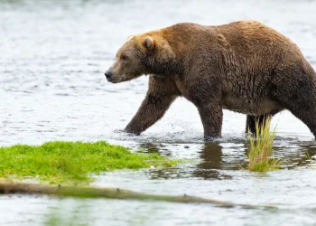 Comienza la Semana del Oso Gordo en Alaska