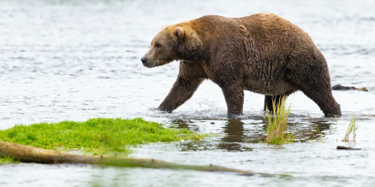 Comienza la Semana del Oso Gordo en Alaska