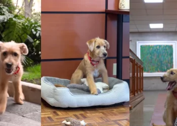 Rollo, el cachorro adoptado por Claudia Sheinbaum en Palacio Nacional