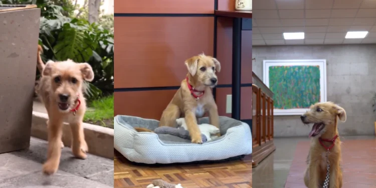 Rollo, el cachorro adoptado por Claudia Sheinbaum en Palacio Nacional