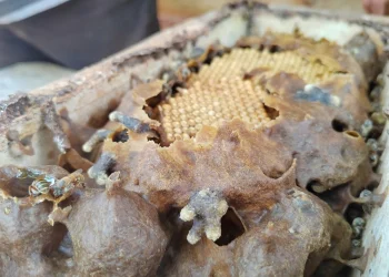 Cultivan plantas para alimentar abejas todo el año en Quintana Roo