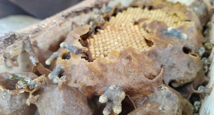 Cultivan plantas para alimentar abejas todo el año en Quintana Roo