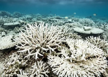 El calentamiento del mar en Panamá enciende alertas por los corales