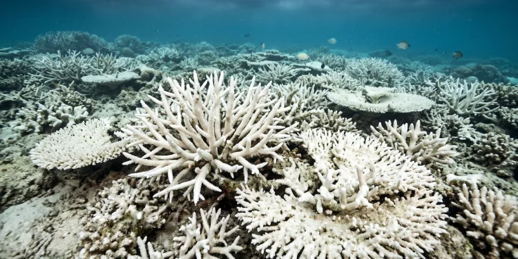 El calentamiento del mar en Panamá enciende alertas por los corales