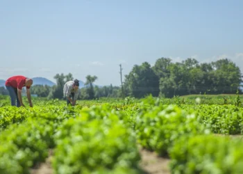 Día Mundial de la Agricultura: el reto de alimentar a México hoy