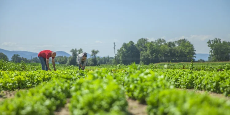 Día Mundial de la Agricultura: el reto de alimentar a México hoy