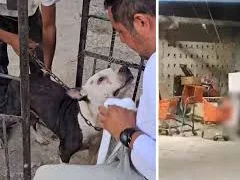 Rescatan a 13 perros en condiciones de abandono en Cancún