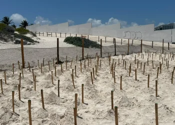 Dirección General de Ecología informa sobre protección de tortugas en Live Aqua