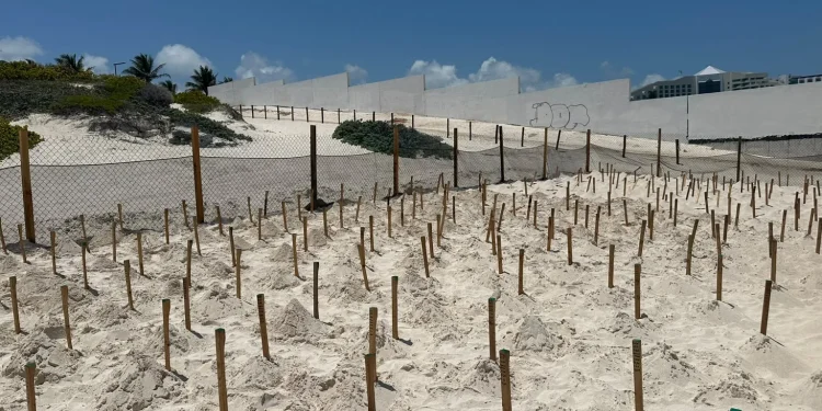Dirección General de Ecología informa sobre protección de tortugas en Live Aqua