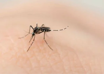 Quintana Roo tiene 8 de cada 10 casos de dengue de la Península: cómo cuidarte ahora que empiezan las lluvias