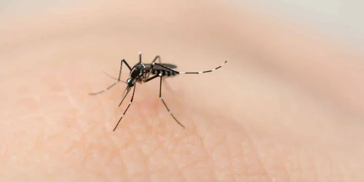 Quintana Roo tiene 8 de cada 10 casos de dengue de la Península: cómo cuidarte ahora que empiezan las lluvias