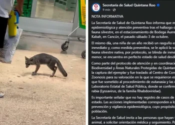 Zorra gris dio positivo a rabia en Cancún y fue sometida a eutanasia