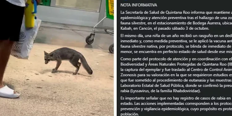 Zorra gris dio positivo a rabia en Cancún y fue sometida a eutanasia
