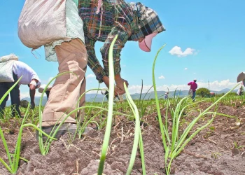 10 municipios de Querétaro en condiciones anormalmente secas