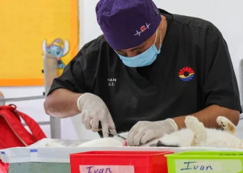 Proteccion animal acerca cirugias gratuitas para perros y gatos en Cancun