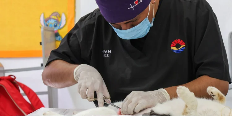 Proteccion animal acerca cirugias gratuitas para perros y gatos en Cancun