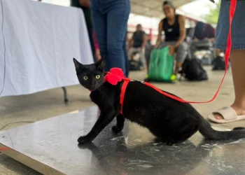 ¿Vas a esterilizar a tu perro o gato en Cancún? Cuidados antes y después